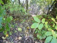 Scutellaria altissima