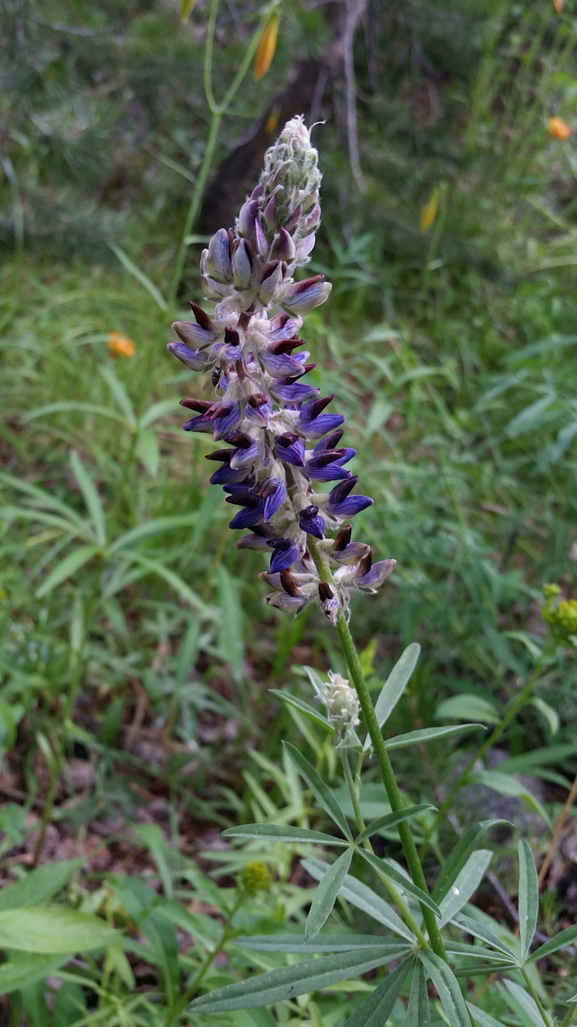Lupinus pratensis var. pratensis