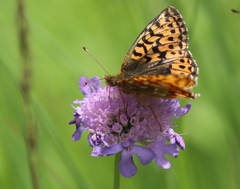 Boloria aquilonaris