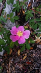 Rosa woodsii gratissima