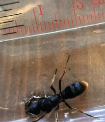 Pseudoneoponera rufipes