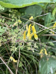 Corydalis pallida