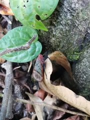 Scamandra