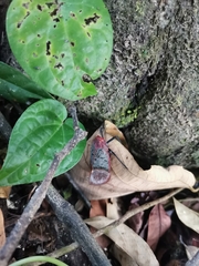 Scamandra