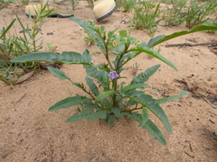 Solanum simile