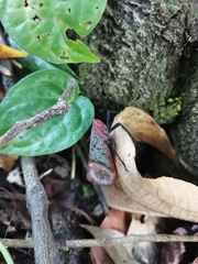 Scamandra
