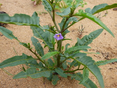 Solanum simile