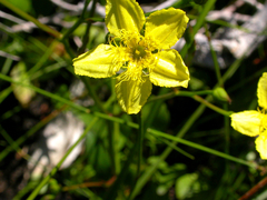 Liparophyllum exaltatum