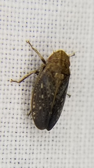 Negosiana dualis