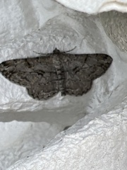 Peribatodes rhomboidaria