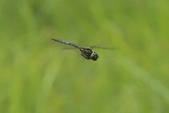 Somatochlora arctica