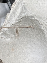 Emmelina monodactyla