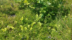 Uvularia sessilifolia