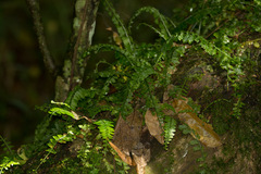 Asplenium sandersonii