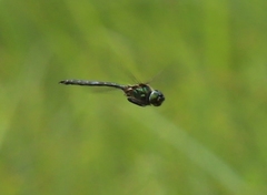 Somatochlora arctica