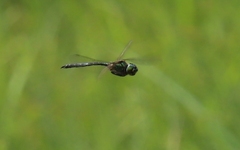 Somatochlora arctica