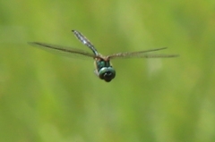 Somatochlora arctica