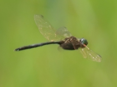 Somatochlora arctica