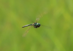 Somatochlora arctica