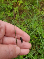 Carex pluriflora