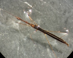 Hydrometra strigosa