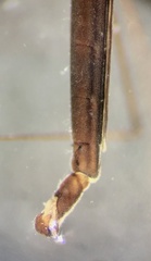 Hydrometra strigosa