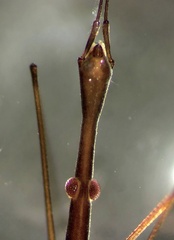 Hydrometra strigosa