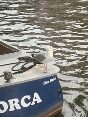 Larus argentatus