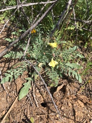 Oenothera flava