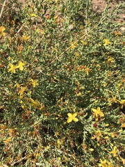 Hypericum triquetrifolium