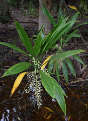 Cordyline manners-suttoniae