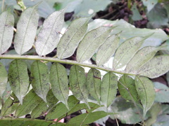 Ptisana