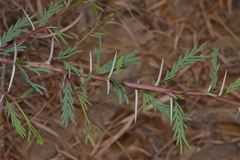 Vachellia schaffneri bravoensis