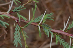 Vachellia schaffneri bravoensis