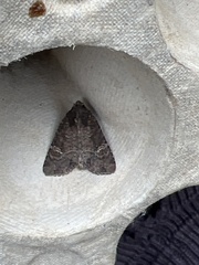 Noctuinae