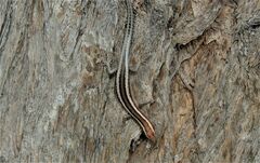 Cryptoblepharus pulcher
