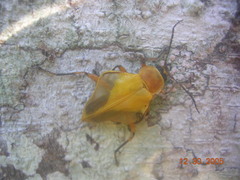 Chauliognathus expansus