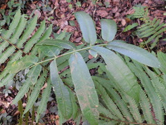 Coniogramme fraxinea