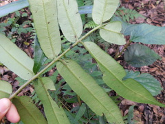 Coniogramme fraxinea