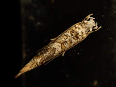 Eschatotypa derogatella