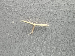 Gillmeria pallidactyla