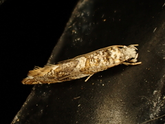 Eschatotypa derogatella