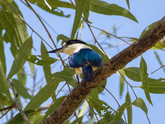 Todiramphus macleayii macleayii