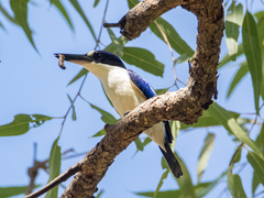 Todiramphus macleayii macleayii