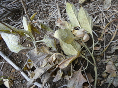 Physochlaina physaloides