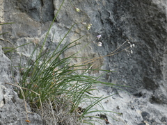 Allium rubens