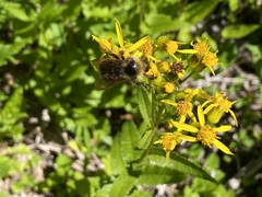 Bombus flavidus