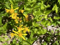 Bombus flavidus