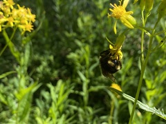 Bombus flavidus