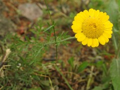 Cota tinctoria